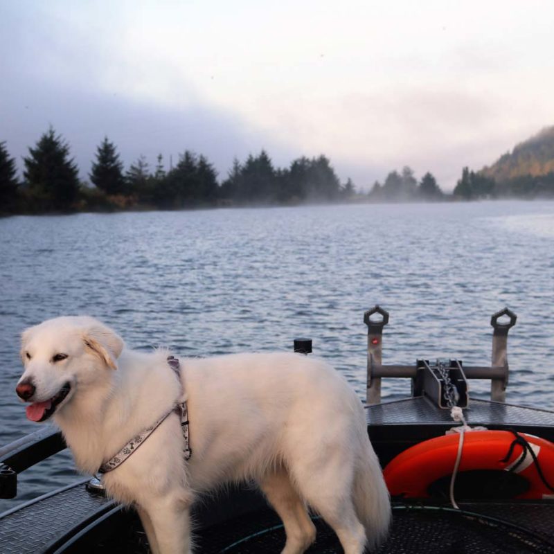 Dog On Boat