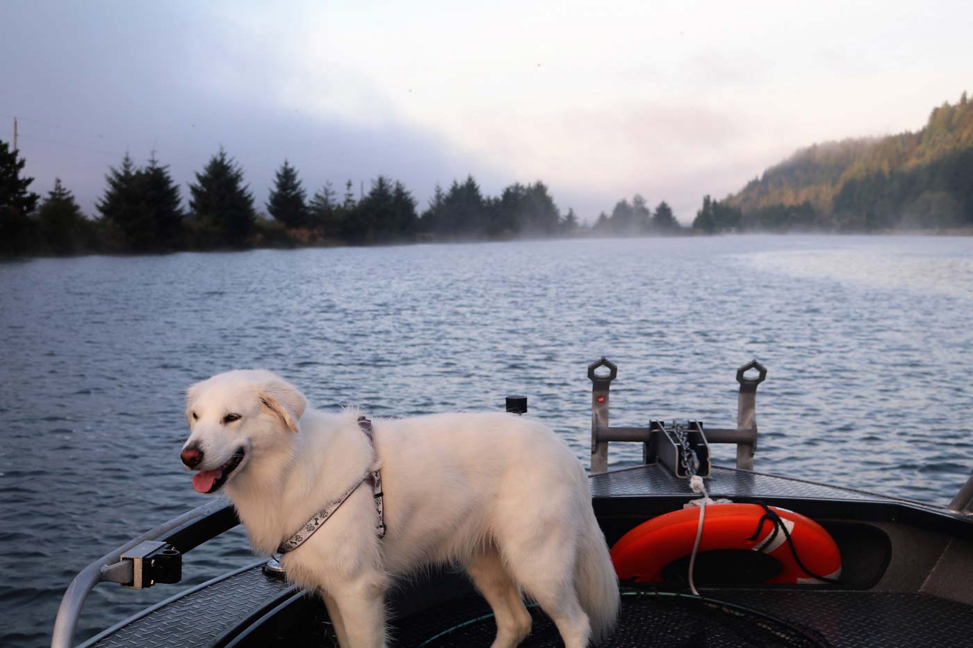 dog on boat