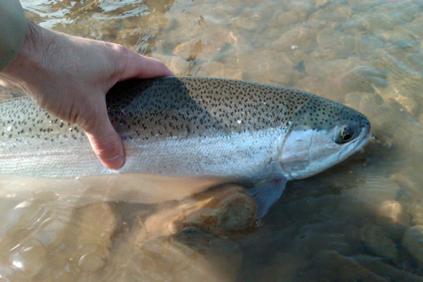 Steelhead Fishing