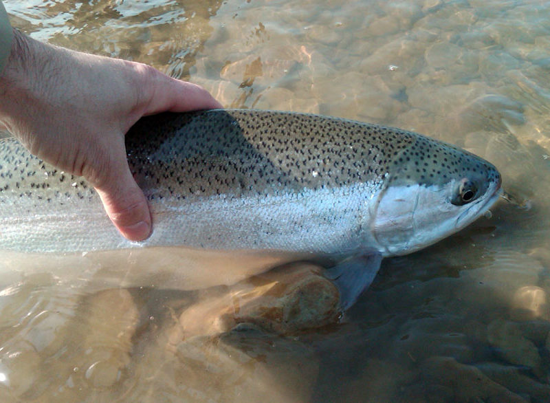 Steelhead Fishing