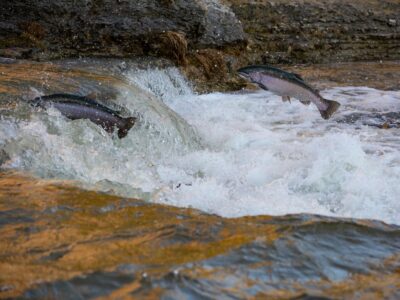 Salmon run