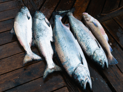 Five chinook salmon on a wooden deck