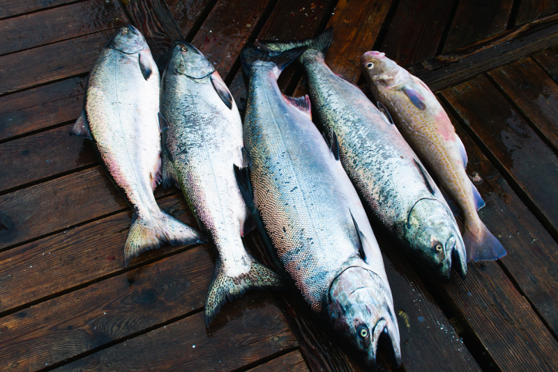 Five chinook salmon on a wooden deck
